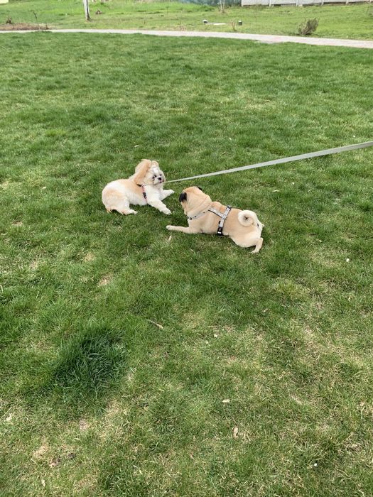 Мопс Ларри ищет даму для отношений)