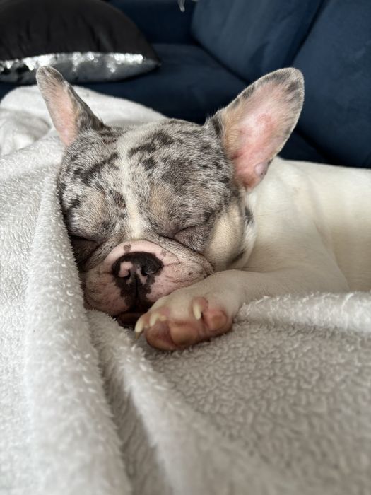 Buldog Francuski suczka