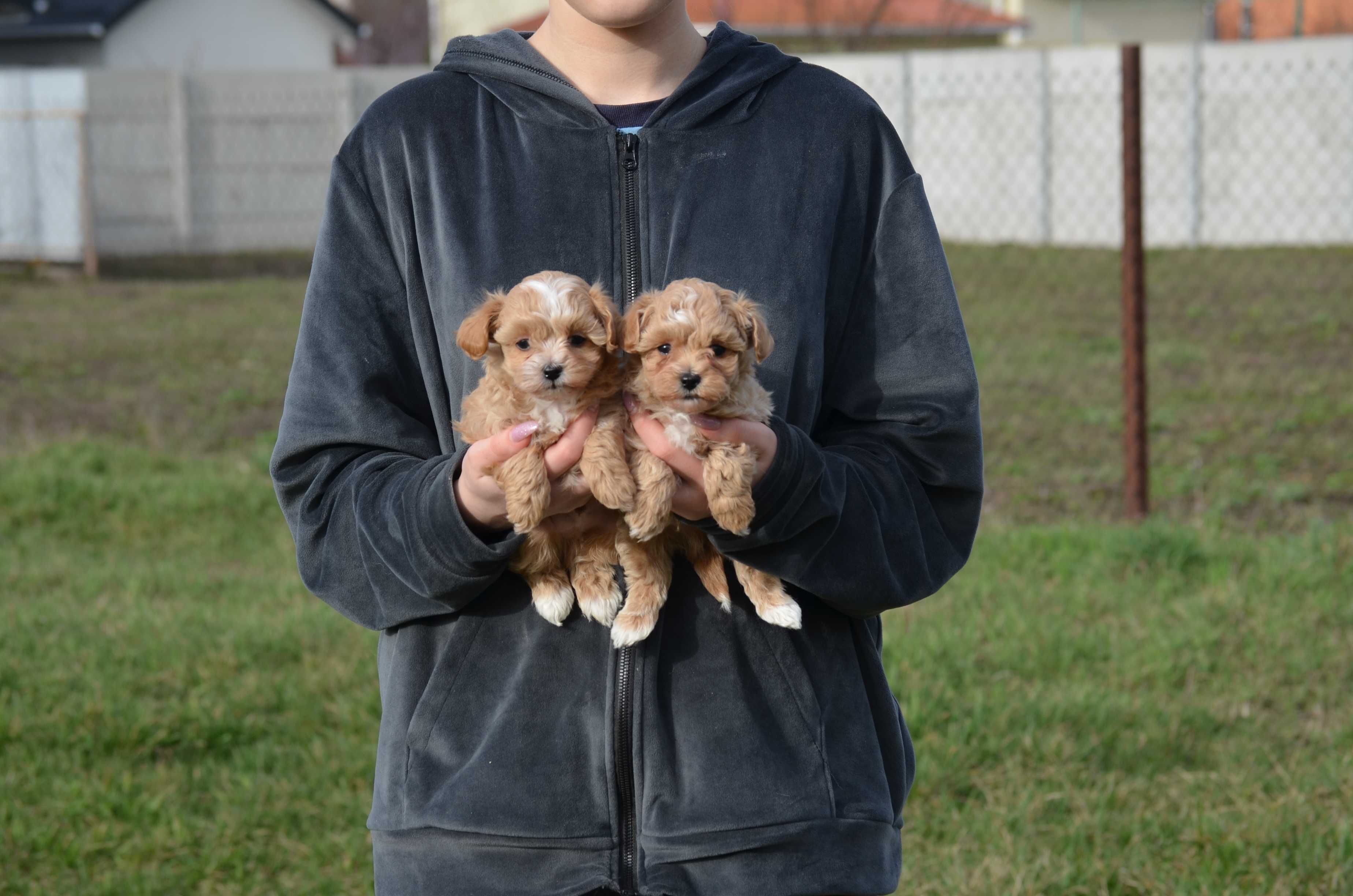 Мальтіпу/Maltipoo, F1! Київ, або відправлю в інше місто чи країну