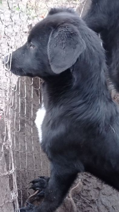 Лола у пошуку родини