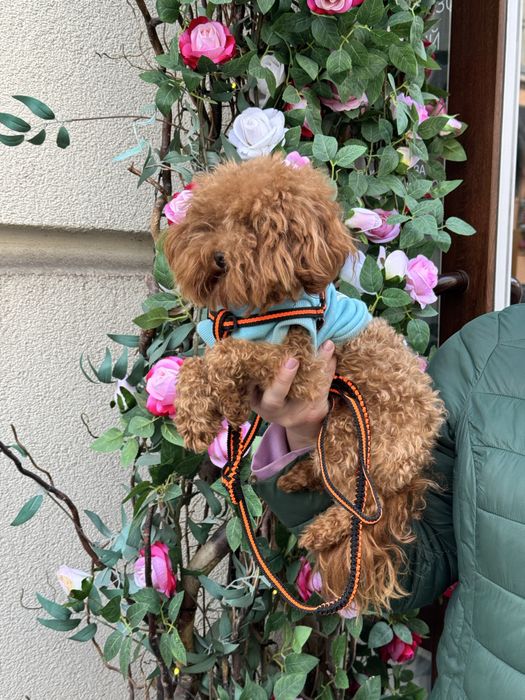 Той Пудель Кобель