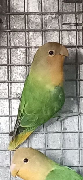 Macho Agapornis Roseicollis