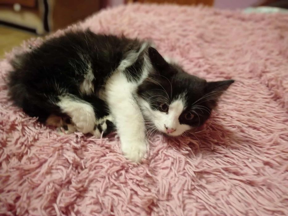 młody długowłosy kocur do adopcji