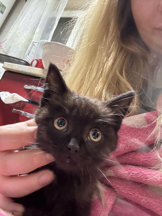 Котенок мальчик британец метис