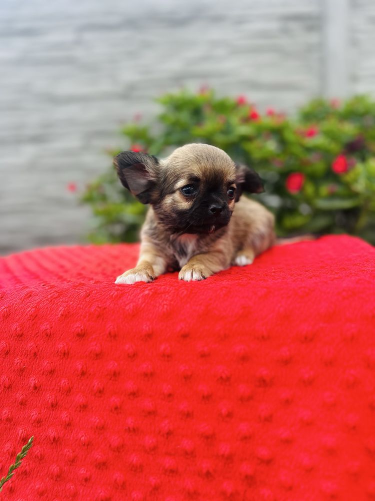 Piesek chihuahua dlugowlosa z metryka FCI ZKwP