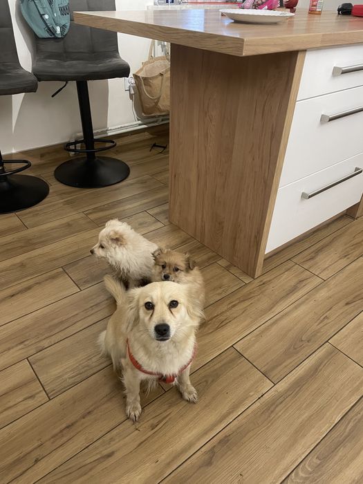 Małe pieski do oddania