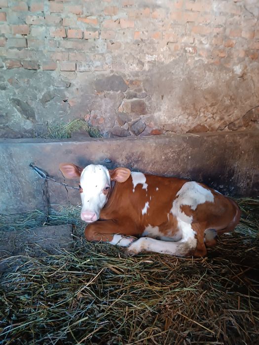 Продам теличку від доброї корови, 7 тижнів