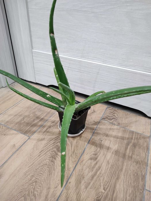 Kwiatek doniczkowy aloes sadzonka