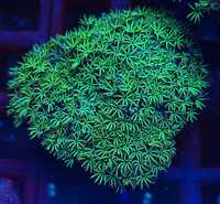Tubipora Musica Green koralowiec akwarium morskie koralowce