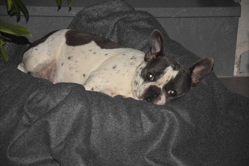 buldog francuski suka dorosła