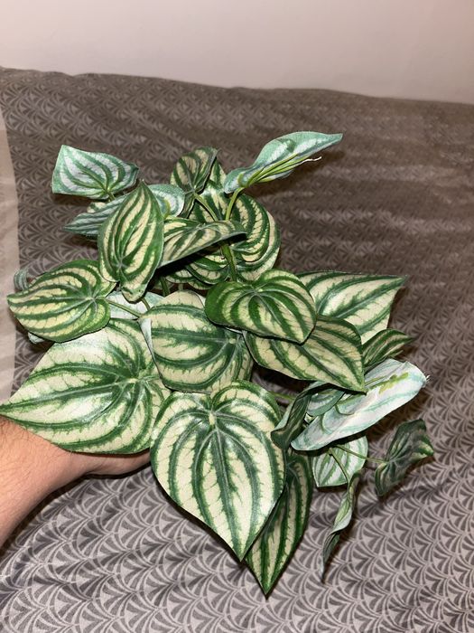 PEPEROMIA sztuczna roślina