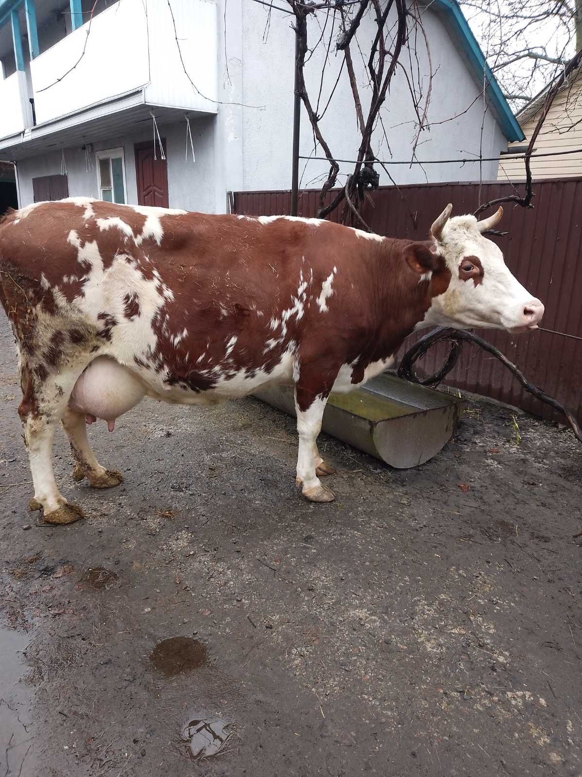 Продам корову червоноряба, шість місяців тільна
