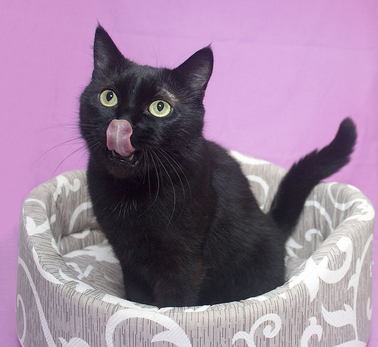 Милая Мила! 8 месяцев, стерилизована ( кот, кошка, котенок, черная)
