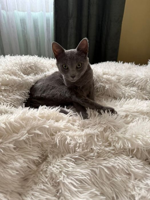 Кицюня дівчинка прилаштвується