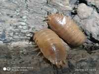 Porcellio laevis “Orange”, isopody, ekipa sprzątająca 20 dużych sztuk.