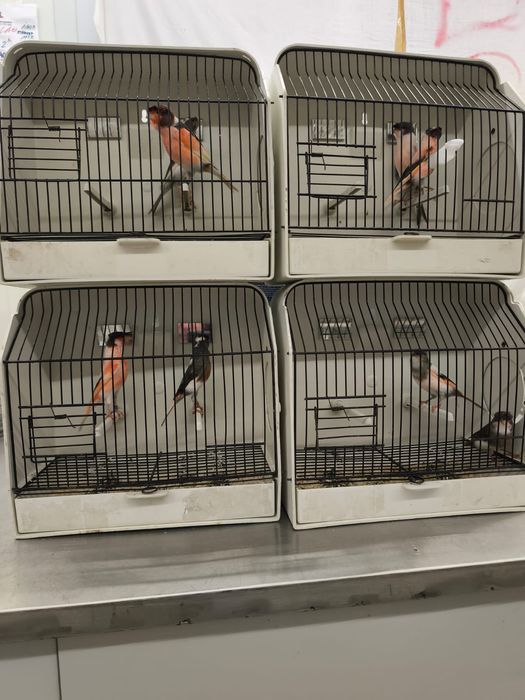 Canários arlequim português