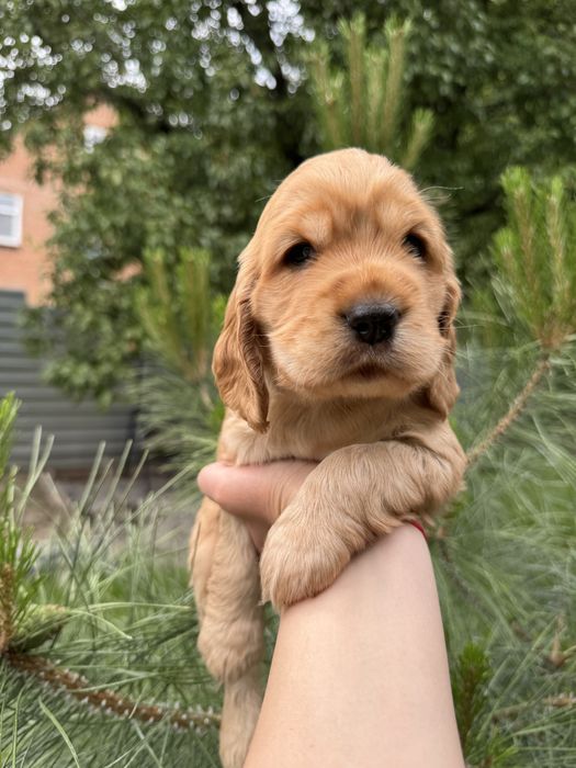 Милі пухнастики з документами