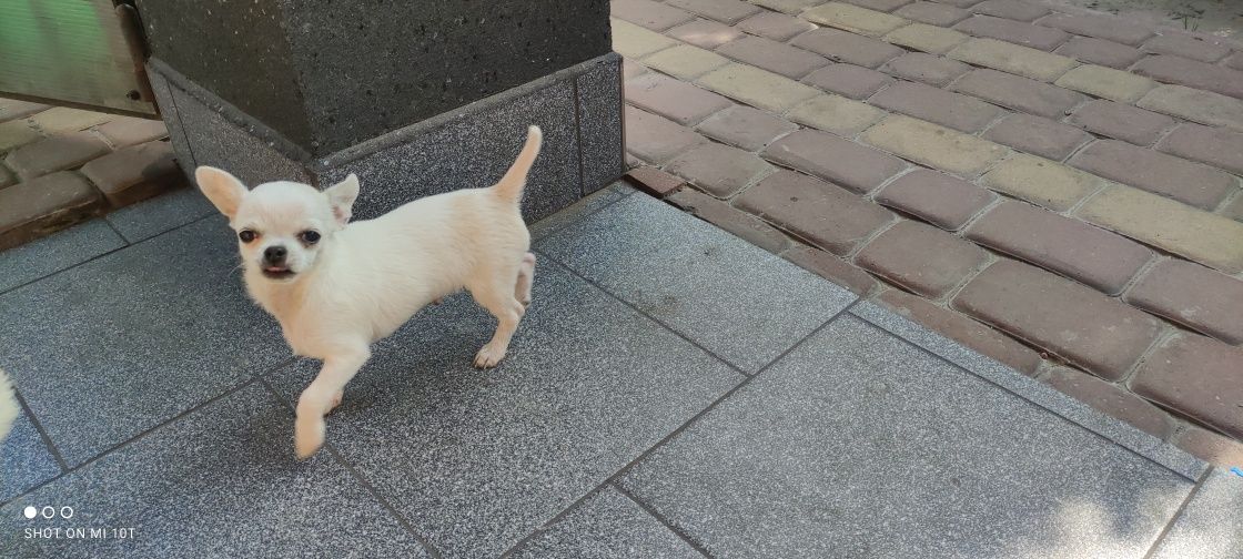 Chihuahua śliczne, odważne - rozsądna cena