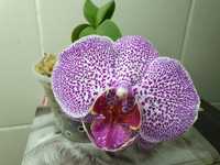 Орхидея фаленопсис - цветущий крупноцветковый сорт.