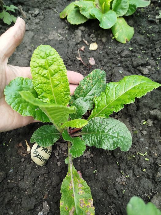 Примула садова, примула. Набір примули.