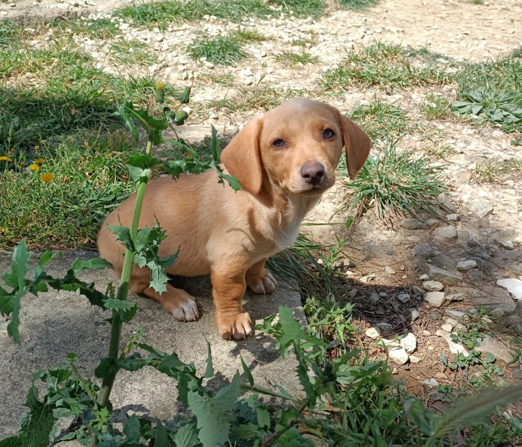 Cachorrinhos para adoção