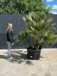 CHAMAEROPS HUMILLIS mrozoodporna palma
