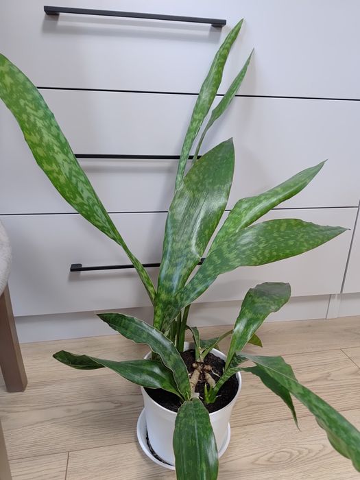 Sanseveria Aubrytiana Dragon