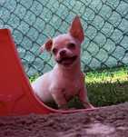 Chihuahua ALVIN bialo kremowy gotowy do odbioru