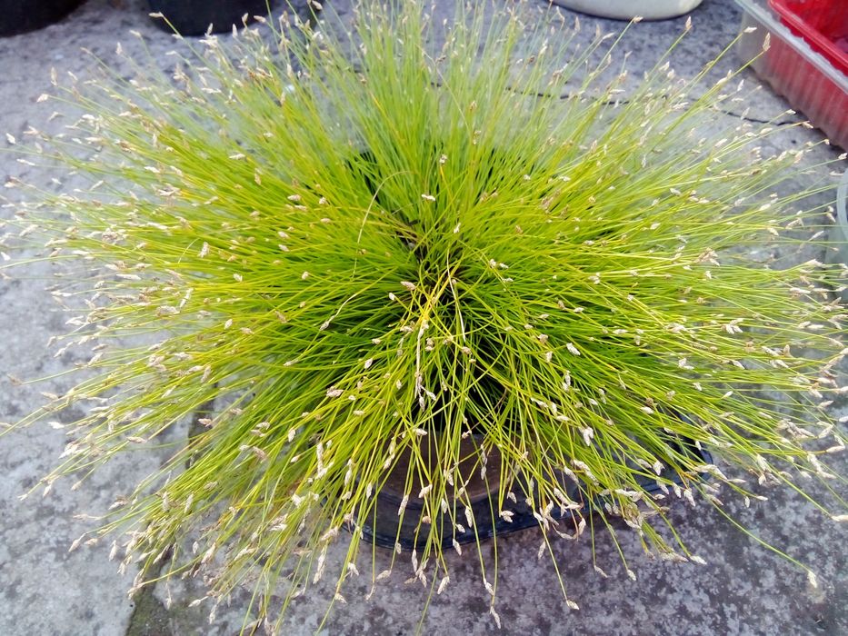 Изолепис ( брызги шампанского )