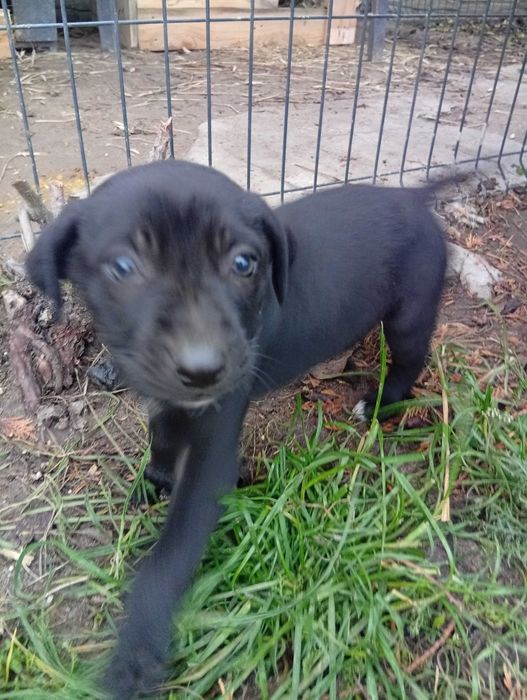 Oddam za darmo piękne szczeniaczki