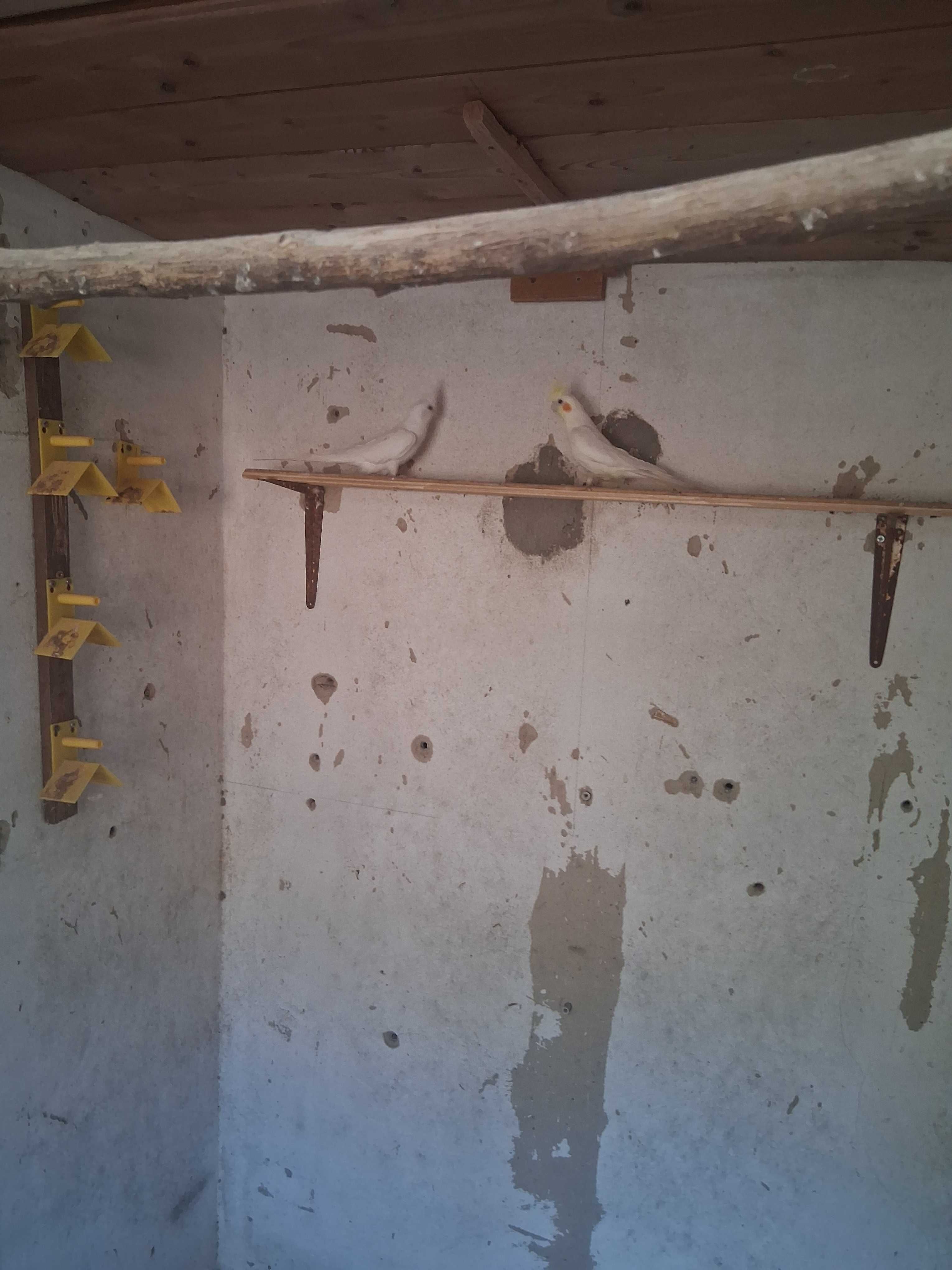 Lote casal  de caturras e quatro roseicollis troco por  canários
