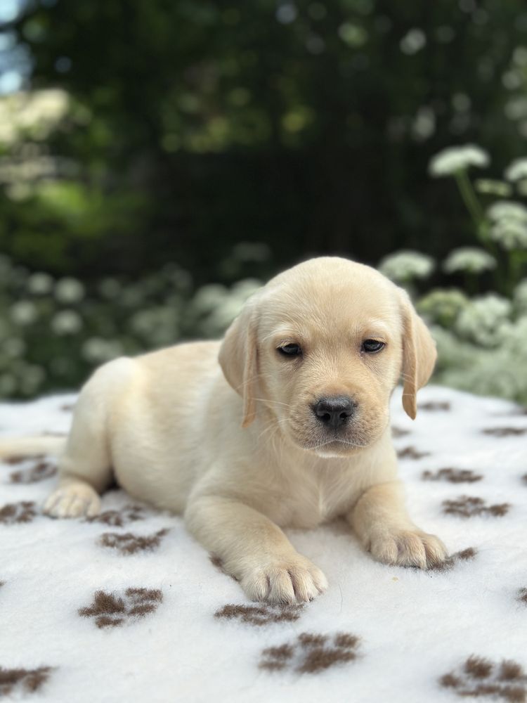 Labrador Retriever z rodowodem FCI ZKwP