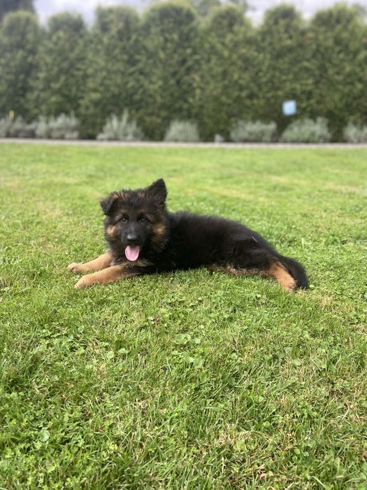 Owczarek Niemiecki Długowłosy