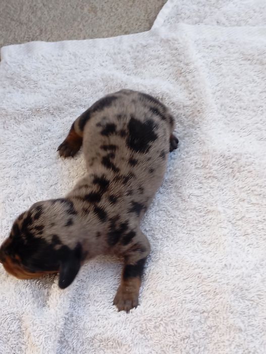 Teckel kaninchen miniatura fêmea rara