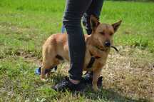 Moris słodziak masełko cud miód do ADOPCJI