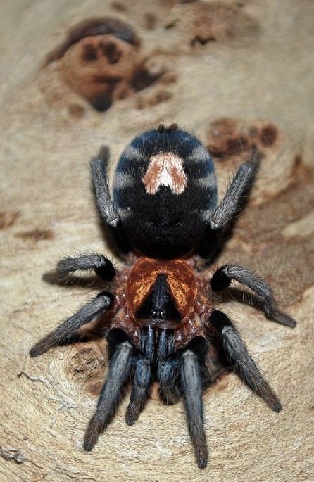 cyriocosmus elegans l1