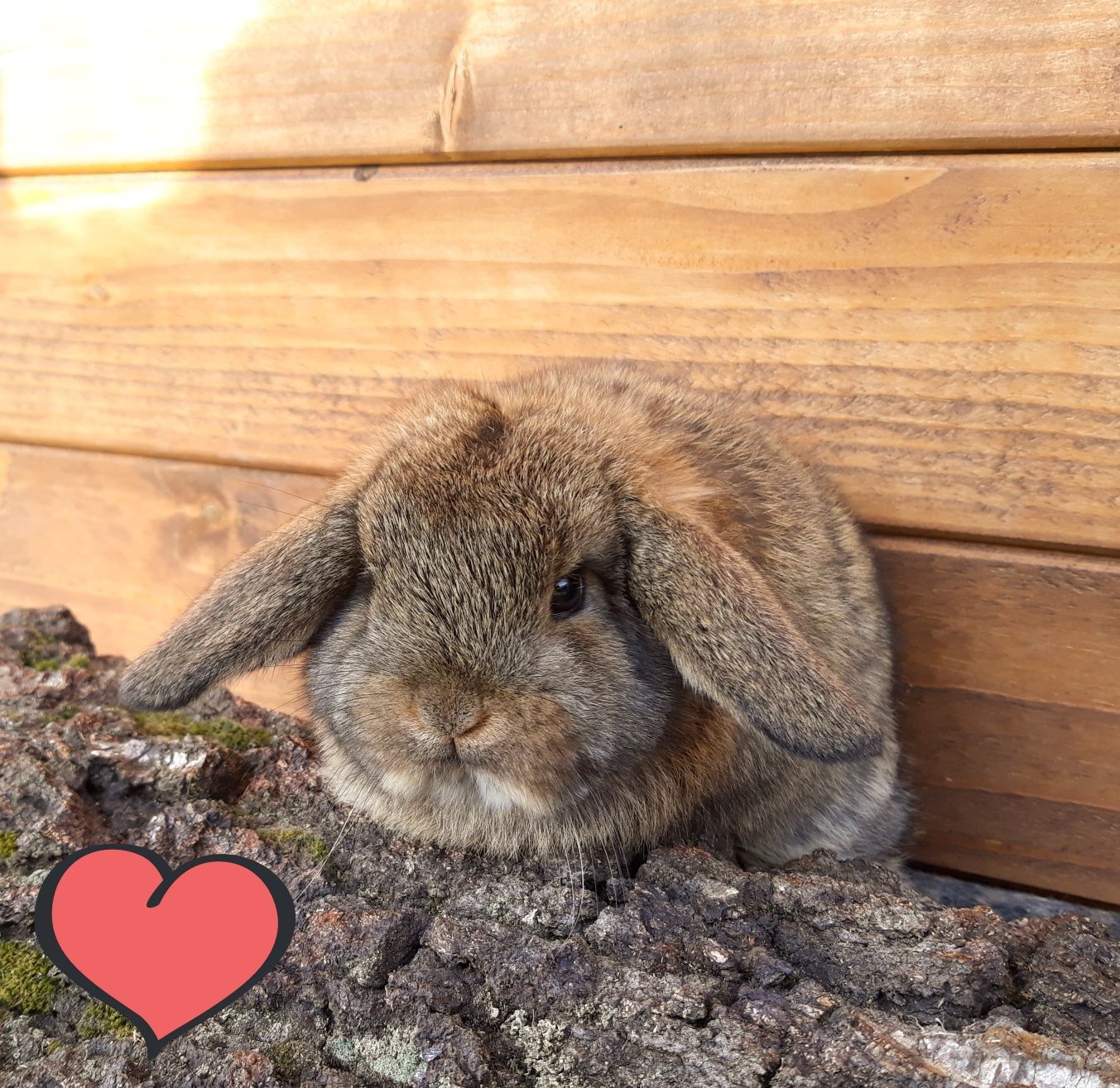 Królik karzełek baranek mini lop szary