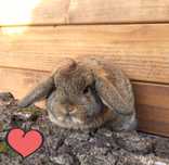 Królik karzełek baranek mini lop szary