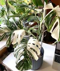 Monstera deliciosa variegata albo