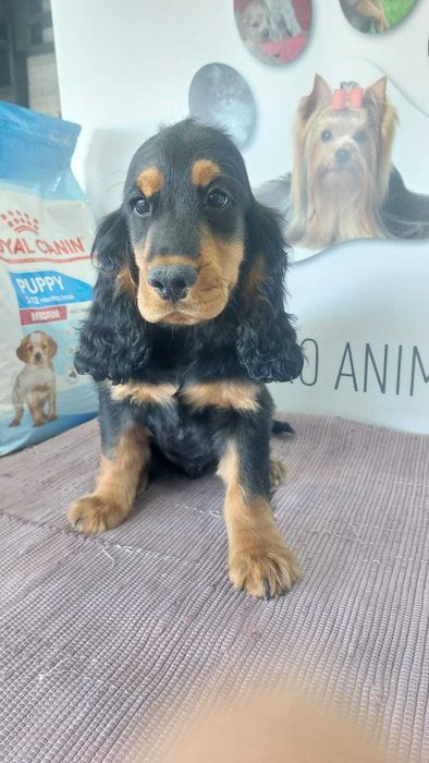 Cachorro Cocker Spaniel Inglês TOP