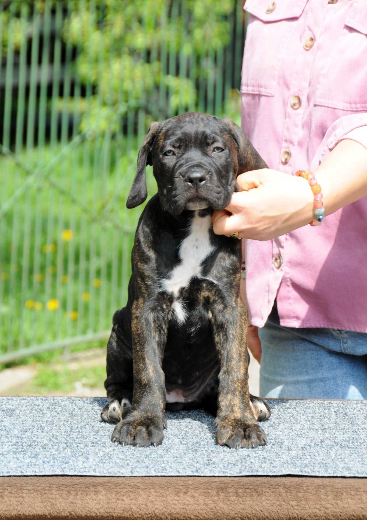 Cane Corso Hodowla Tytani Wschodu ZKwP/FCI