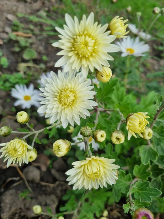 Хризантемы микс саженцы набор