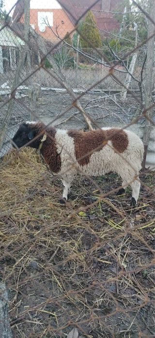 Молодые бараны на племя .