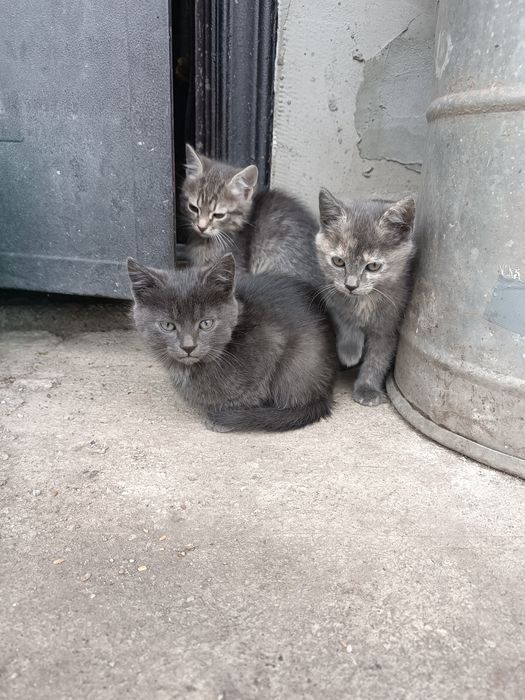 Віддам кошенят в добрі руки