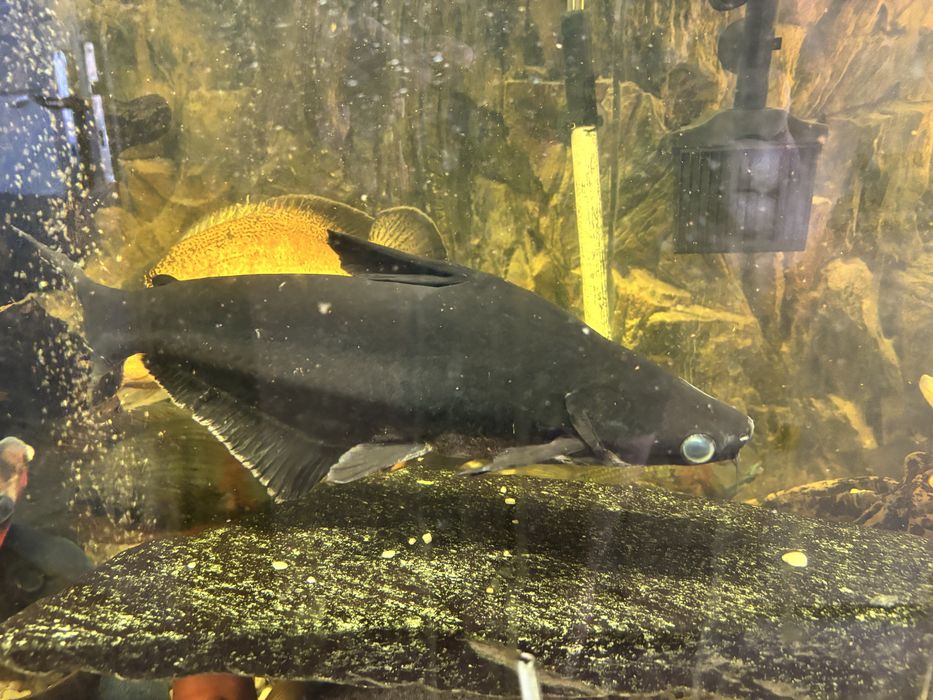 Sumy rekinie łagodne, duże