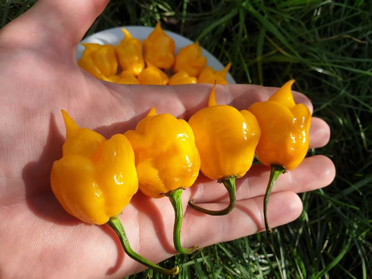 Продам насіння Carolina Reaper Yellow/ Кароліна Ріпер Жовтий