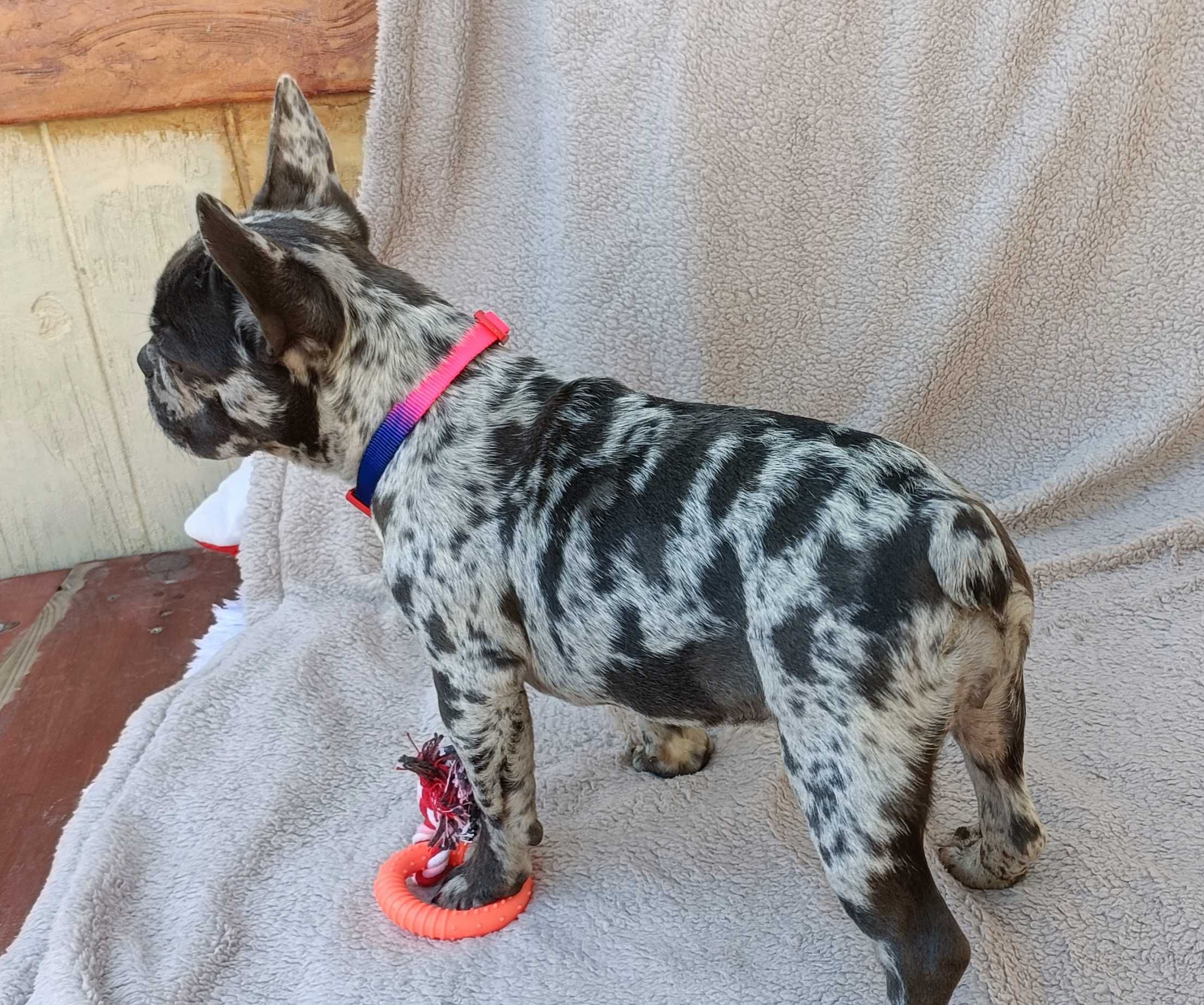Bulldogue francês fêmea