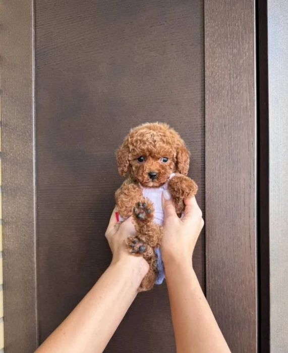 Дівчина супер красотка,тікап . Той Пудель