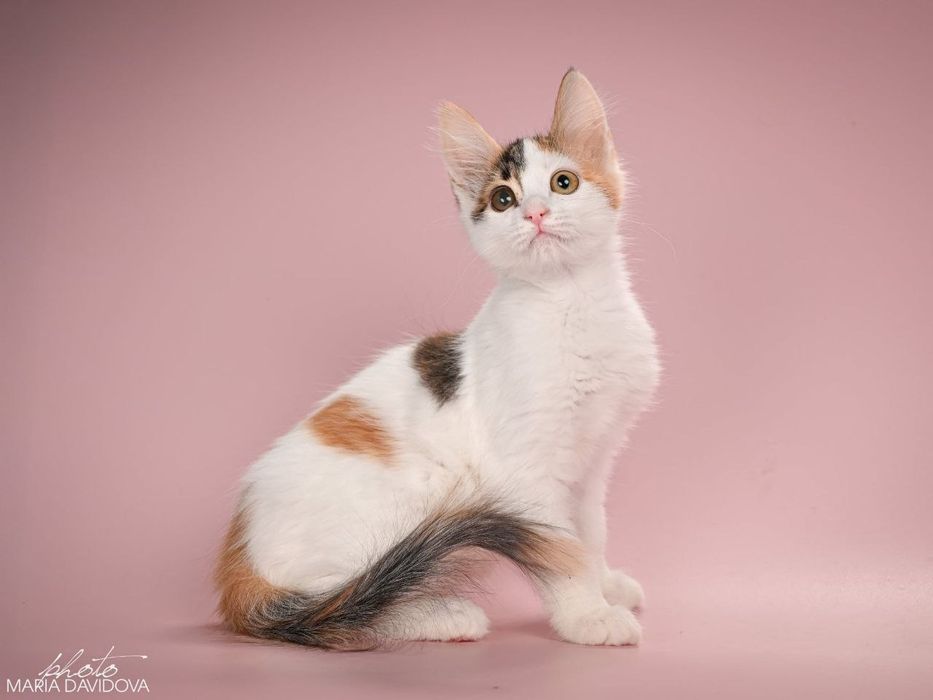 Отдам даром в добрые руки трехцветную кошечку