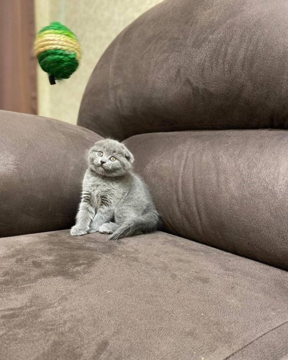 Кошеня скоттіш-фолд хлопчик